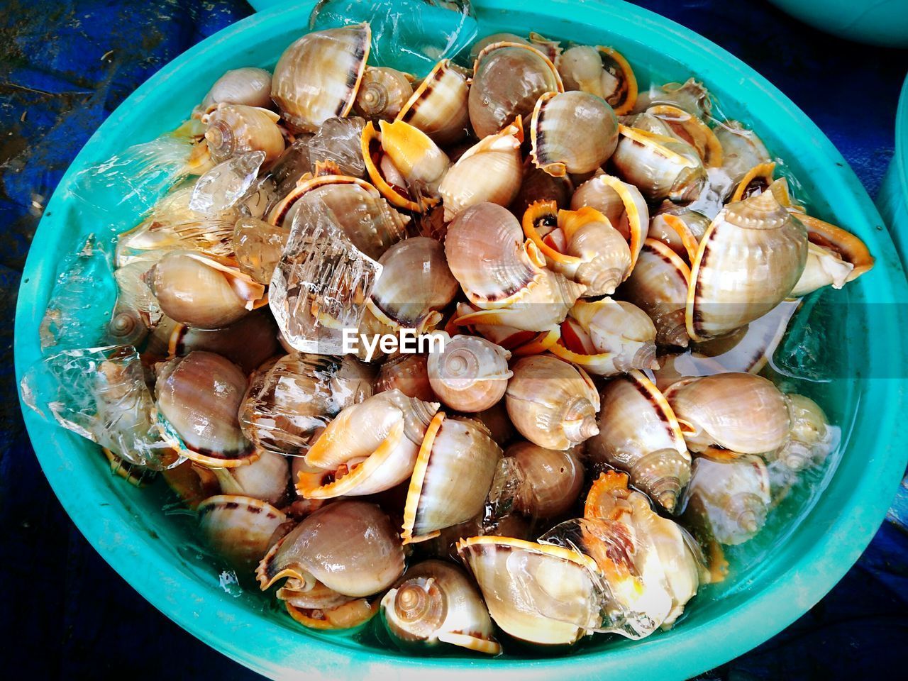 High angle view of seafood in market for sale
