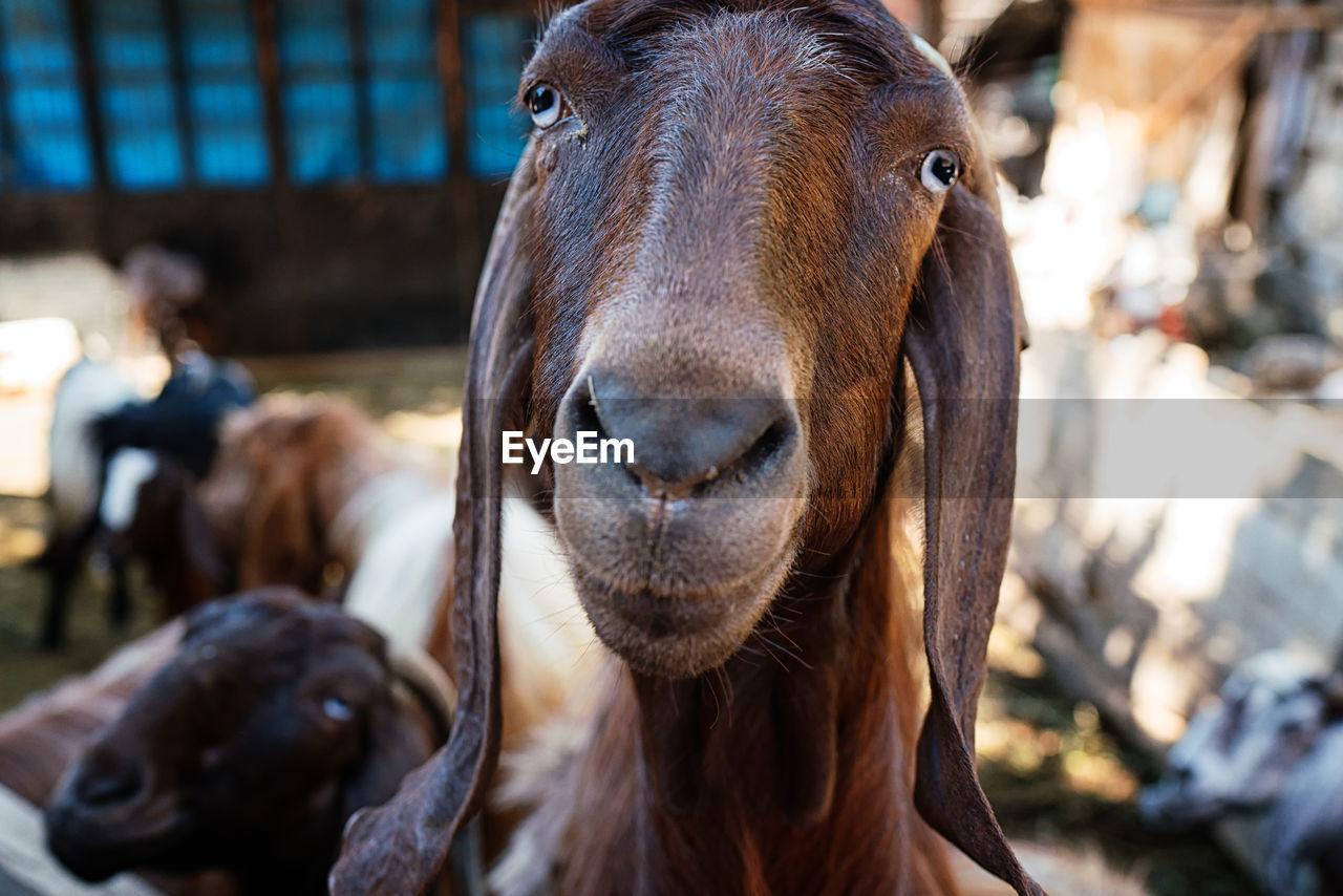 CLOSE-UP OF A SHEEP