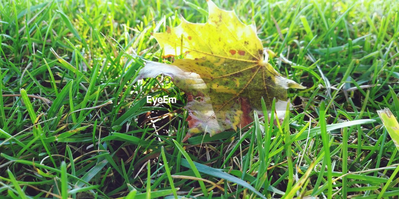 CLOSE-UP OF MAPLE LEAF ON GRASS