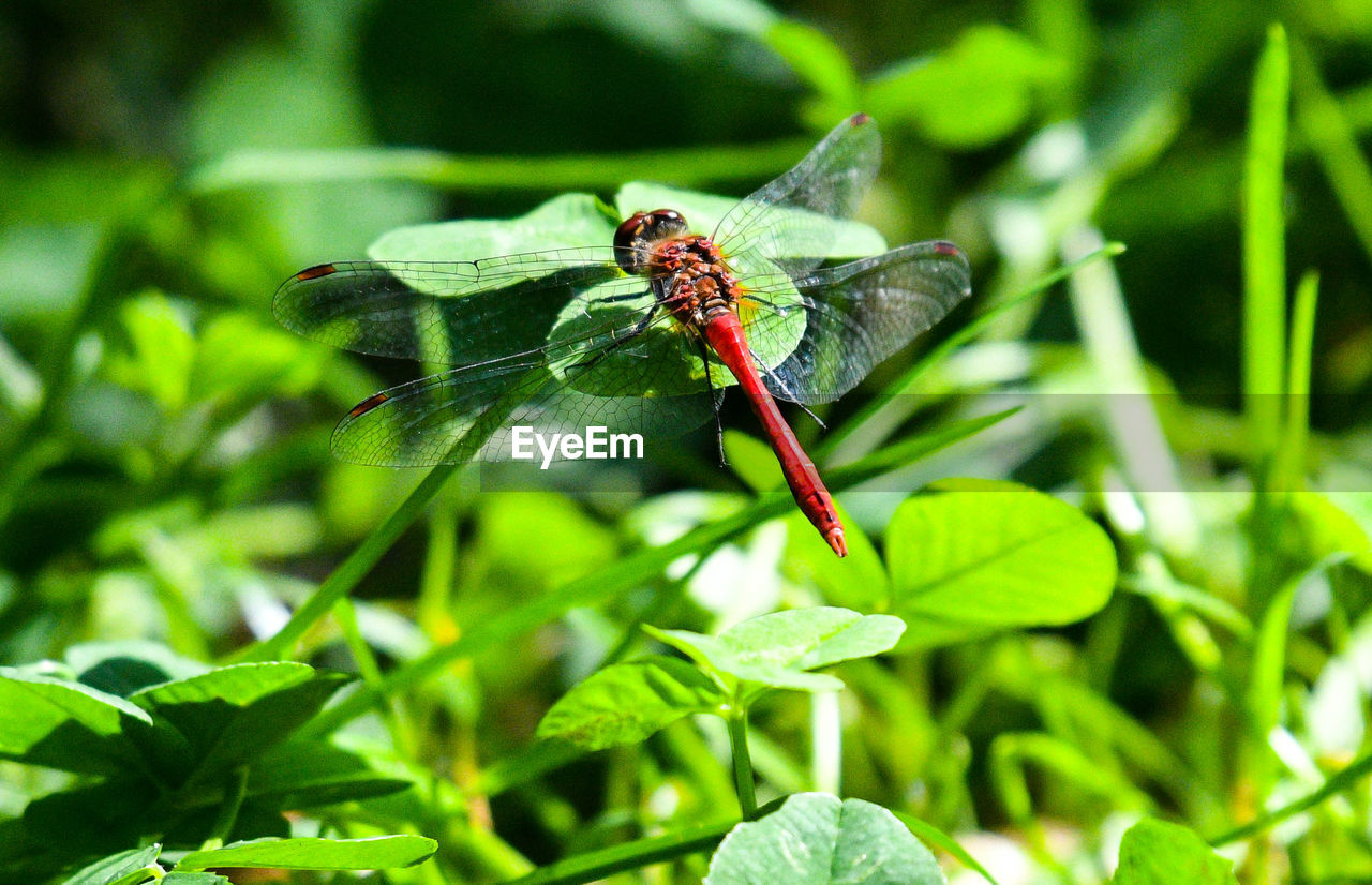 CLOSE-UP OF INSECT ON PLANT