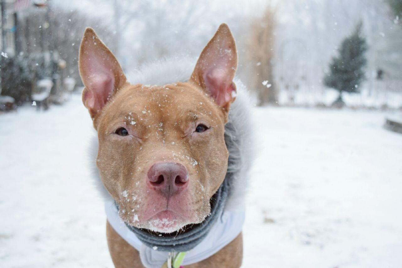 Close-up portrait of a dog