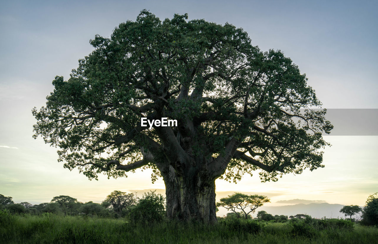 VIEW OF TREE ON FIELD