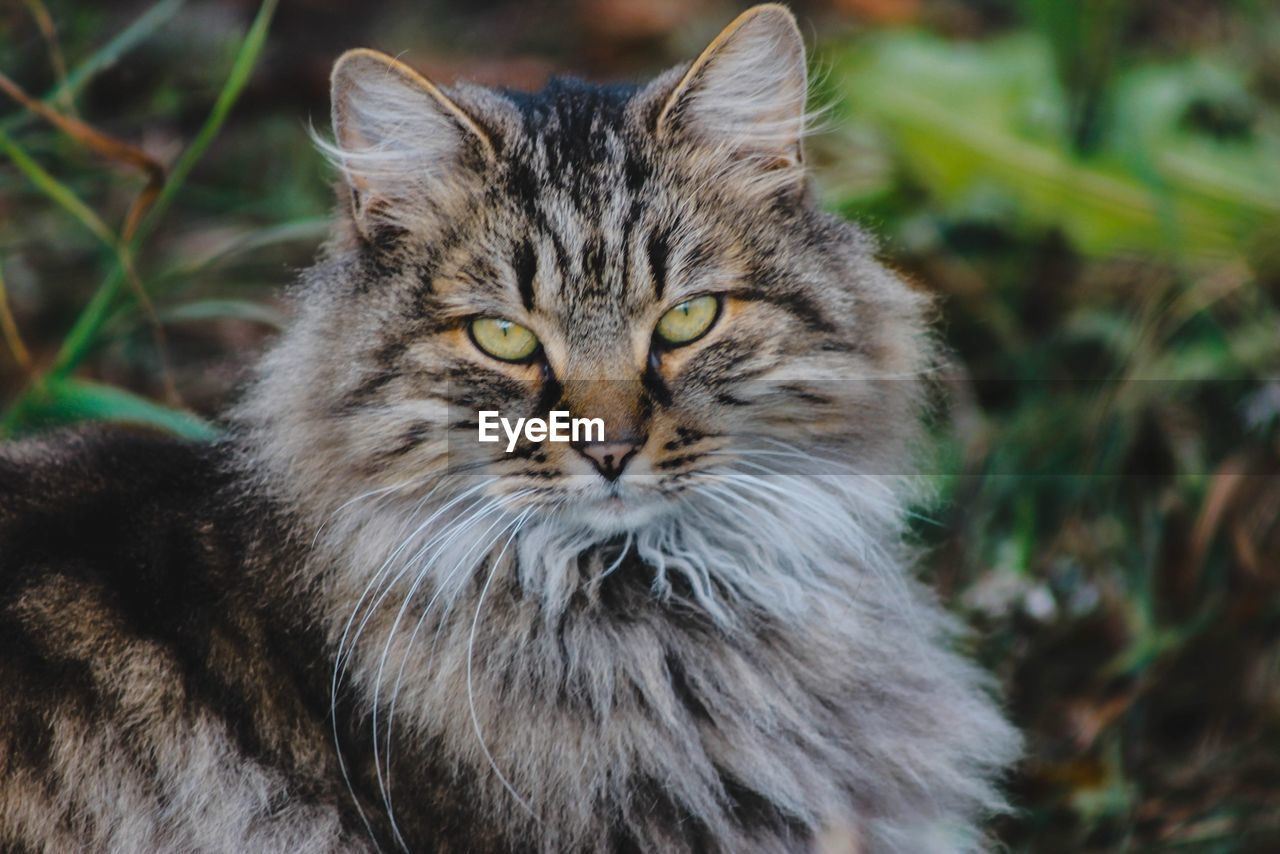 Close-up portrait of cat sitting outdoors