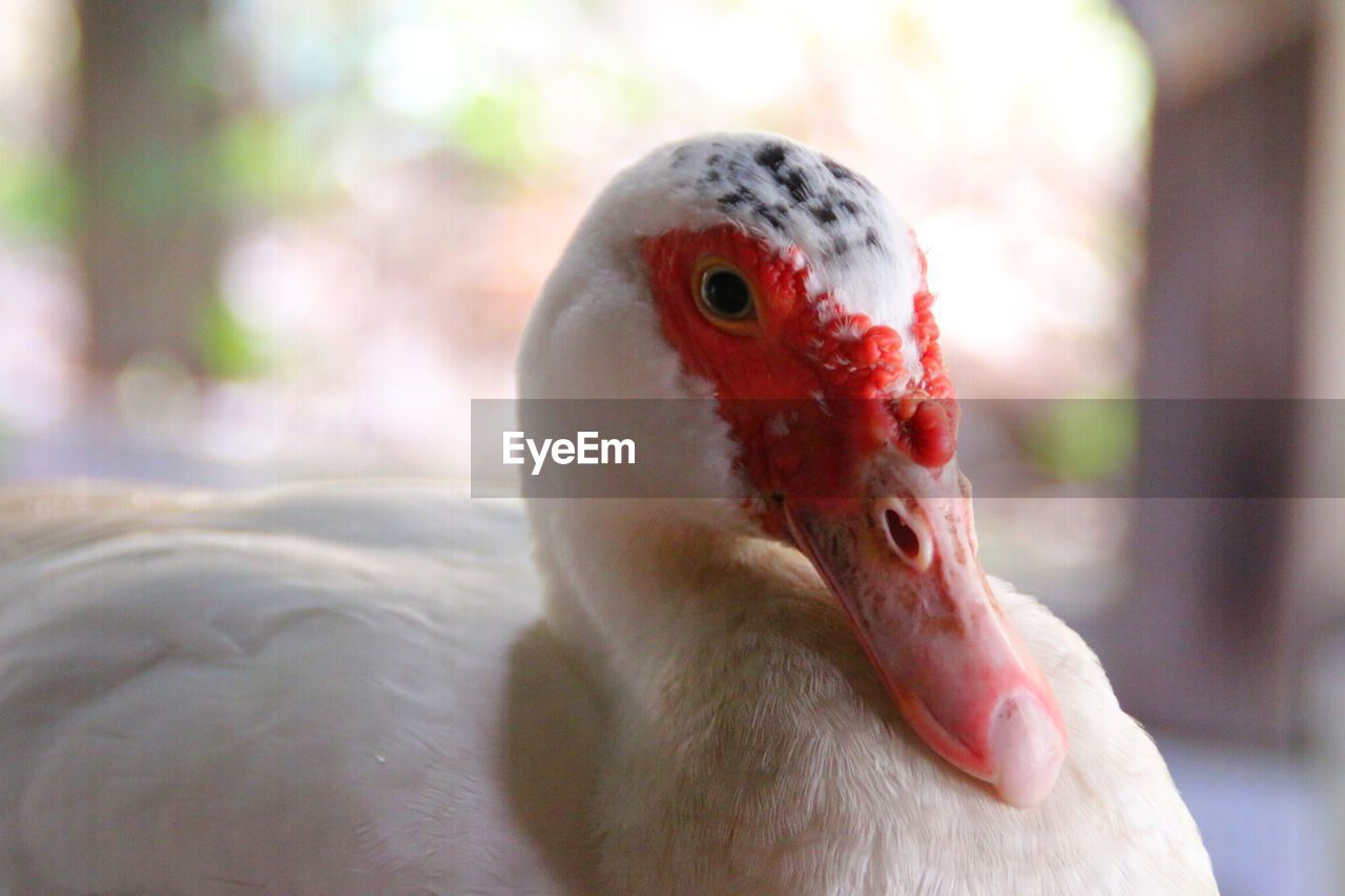 Close-up of a duck