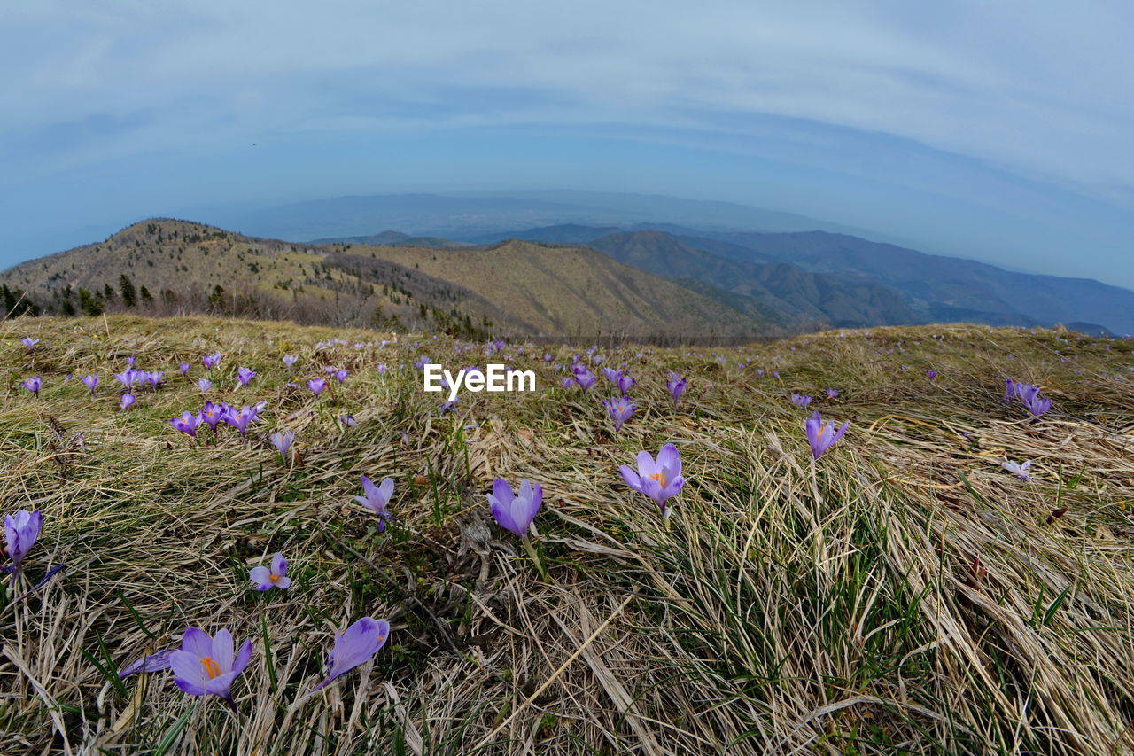 Crocuses on the mountain