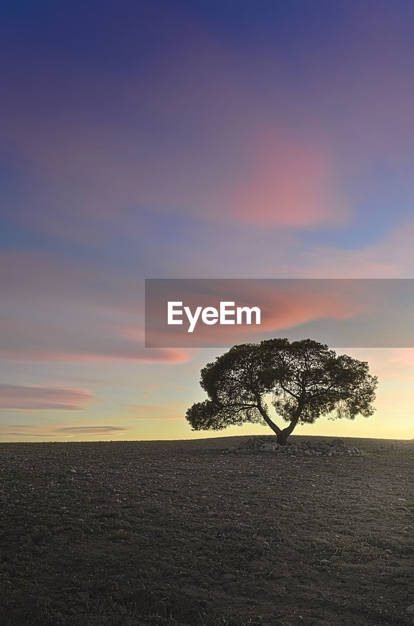 TREE ON FIELD AGAINST SKY AT SUNSET