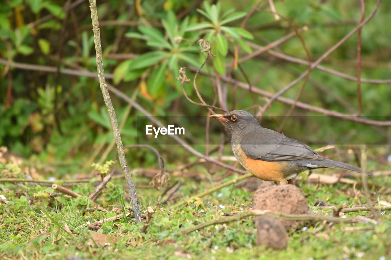 Thrush bird hunting on the ground in bale mountains in ethiopia