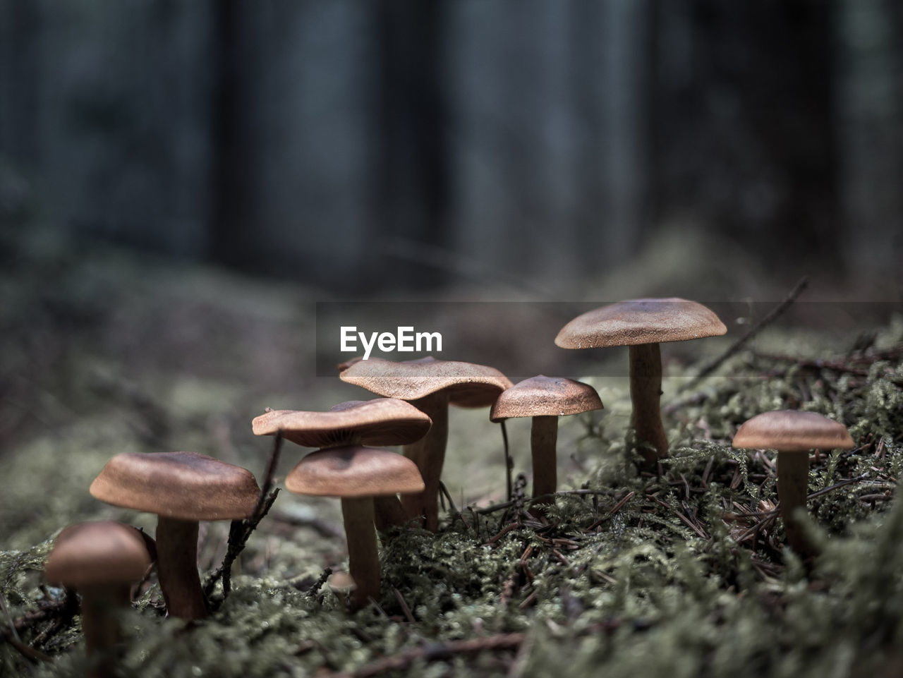 Close-up of mushroom growing on field