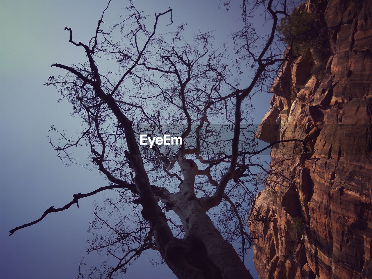 LOW ANGLE VIEW OF TREES AGAINST SKY