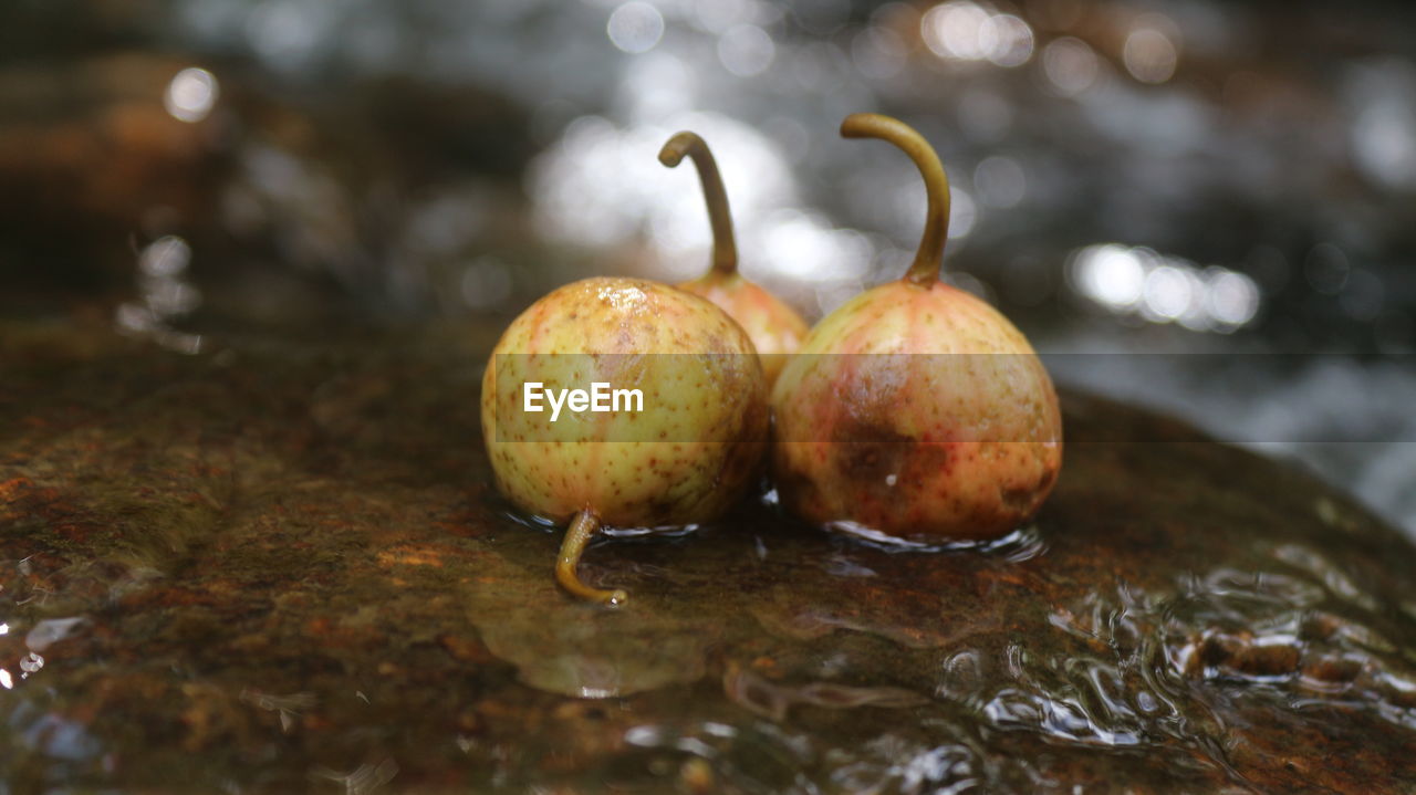 CLOSE-UP OF APPLE IN WATER