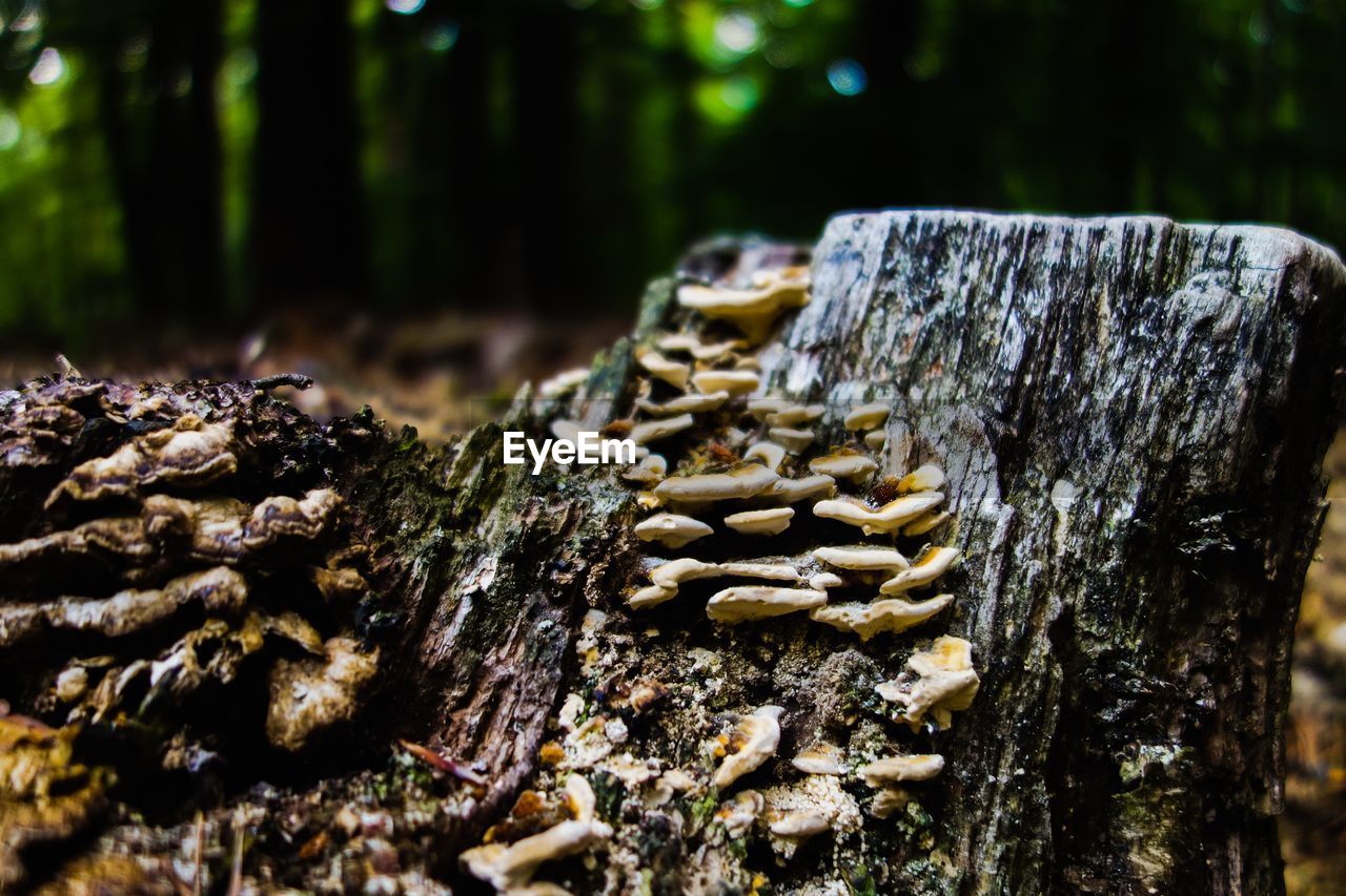 CLOSE-UP OF FIREWOOD