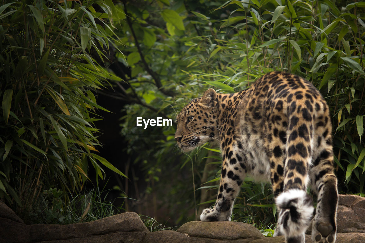 Leopard walking on rocks against trees in forest