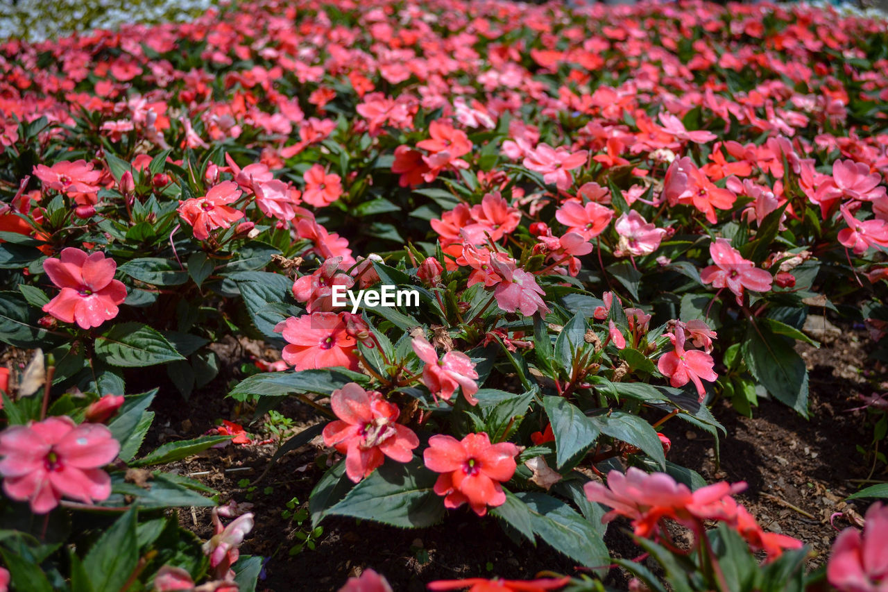 Close-up of pink flowering plants on field