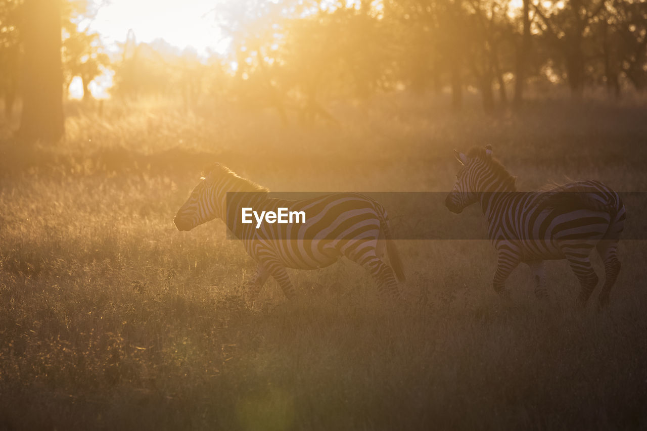 VIEW OF AN ANIMAL ON FIELD