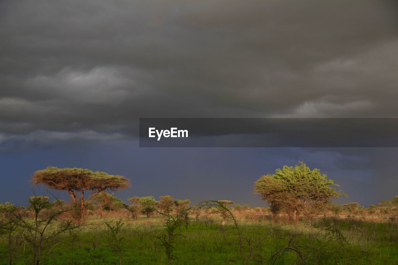 Low angle view of storm clouds over trees growing on grassy field