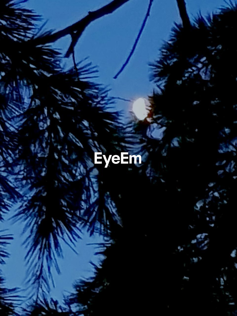 LOW ANGLE VIEW OF SILHOUETTE TREES AGAINST SKY