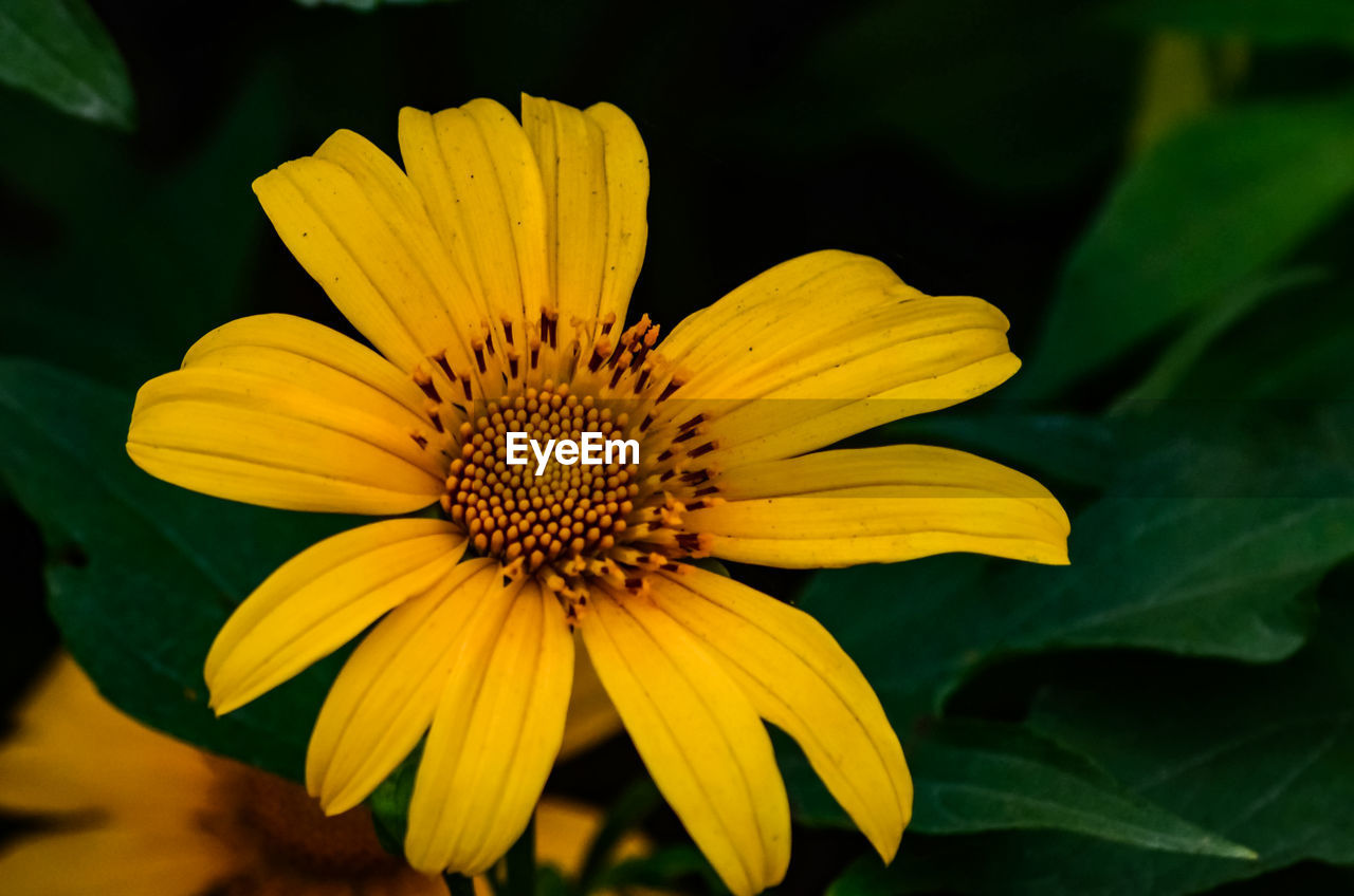 CLOSE-UP OF YELLOW FLOWER IN BLOOM