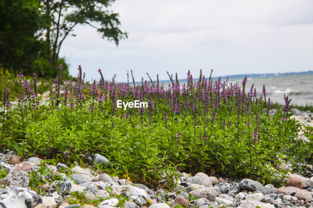 Plants growing on field