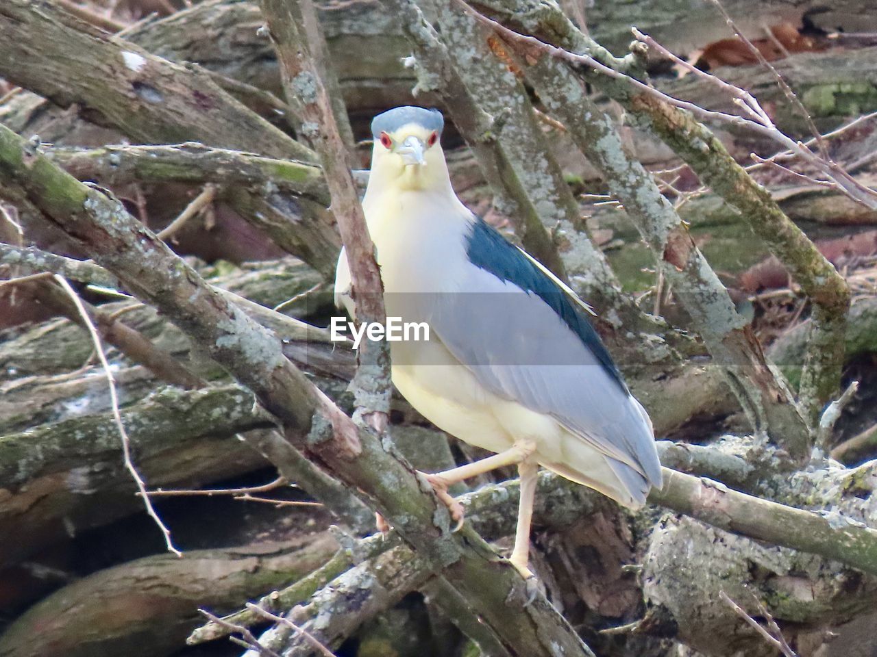 CLOSE-UP OF A BIRD PERCHING ON BRANCH