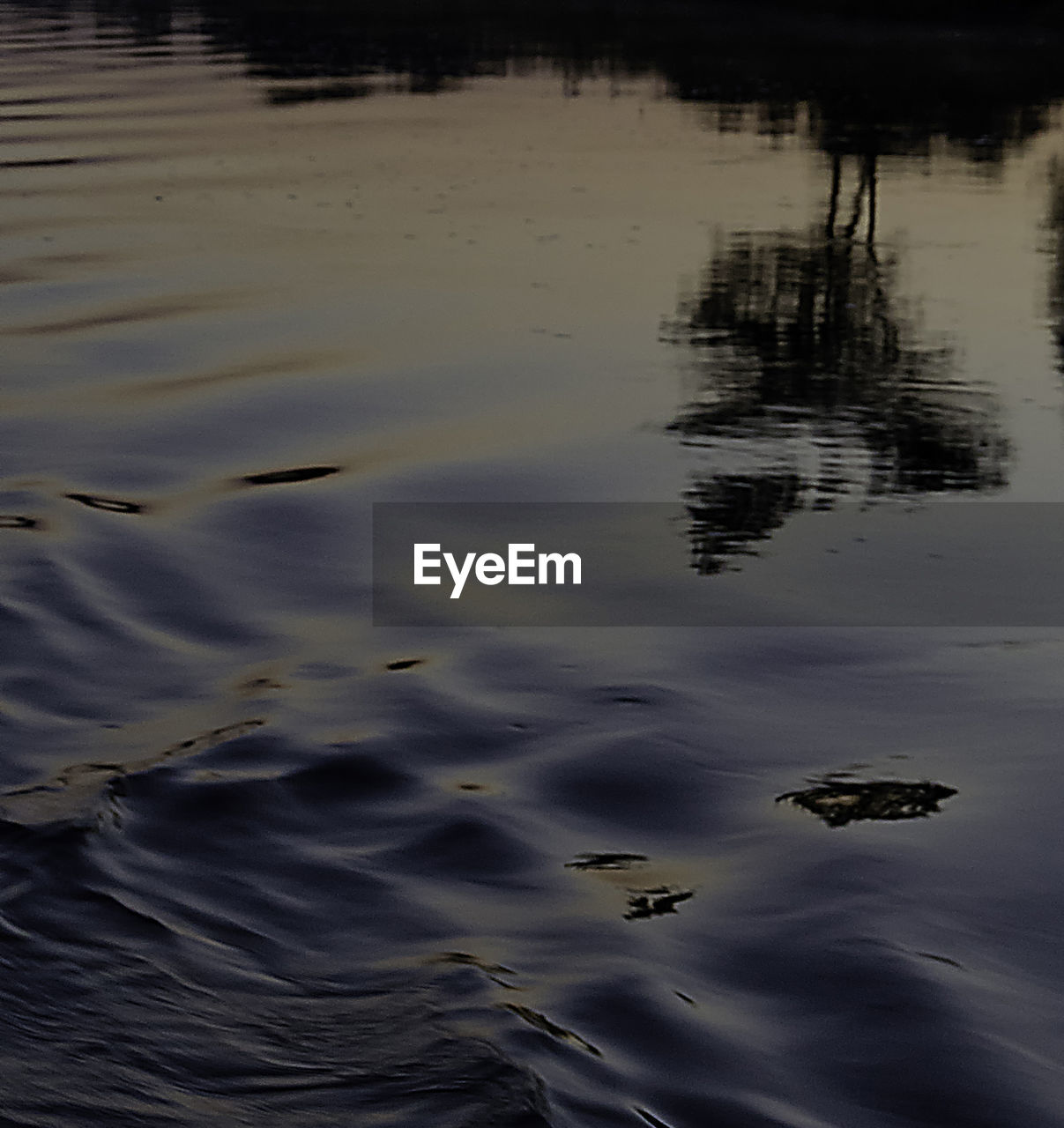 CLOSE-UP OF DUCKS SWIMMING ON LAKE