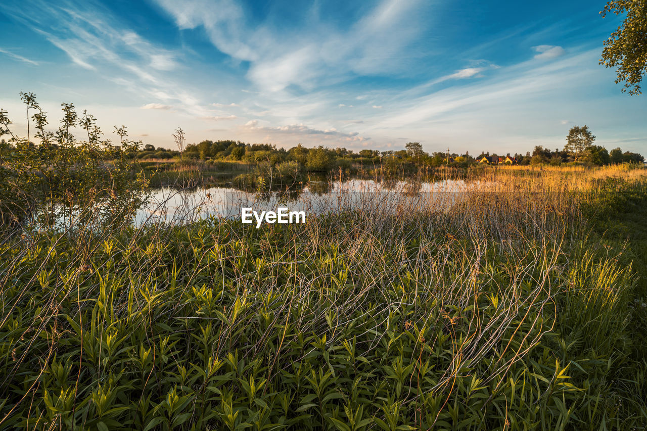 nature, plant, grass, sky, landscape, environment, morning, land, natural environment, cloud, sunlight, tree, field, beauty in nature, horizon, meadow, rural area, scenics - nature, leaf, prairie, grassland, flower, water, no people, reflection, rural scene, tranquility, wetland, summer, twilight, agriculture, blue, autumn, growth, outdoors, crop, food and drink, food, sun, marsh, sunrise, dawn, hill, travel, social issues, wilderness, non-urban scene, flowering plant, tranquil scene, travel destinations, cereal plant, forest, green, freshness, plain, wildflower