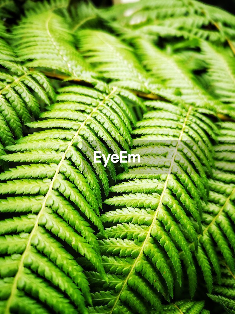green, ferns and horsetails, fern, leaf, close-up, plant part, growth, plant, no people, beauty in nature, nature, plant stem, full frame, backgrounds, vegetation, day, flower, pattern, outdoors, selective focus, focus on foreground, freshness, botany, frond