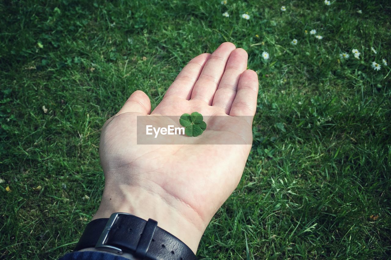 HIGH ANGLE VIEW OF MAN HAND HOLDING GRASS