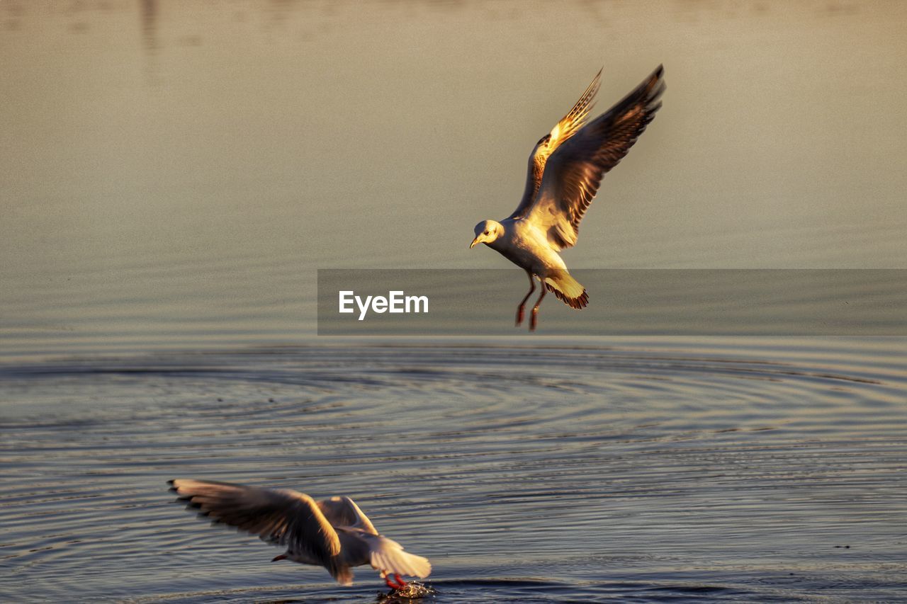 BIRD FLYING OVER THE SEA