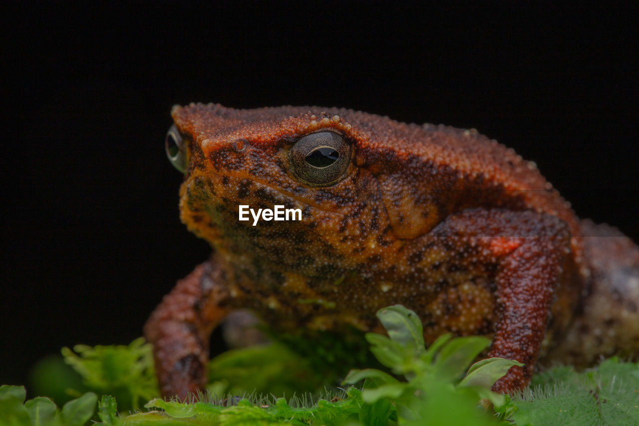 CLOSE-UP OF A LIZARD