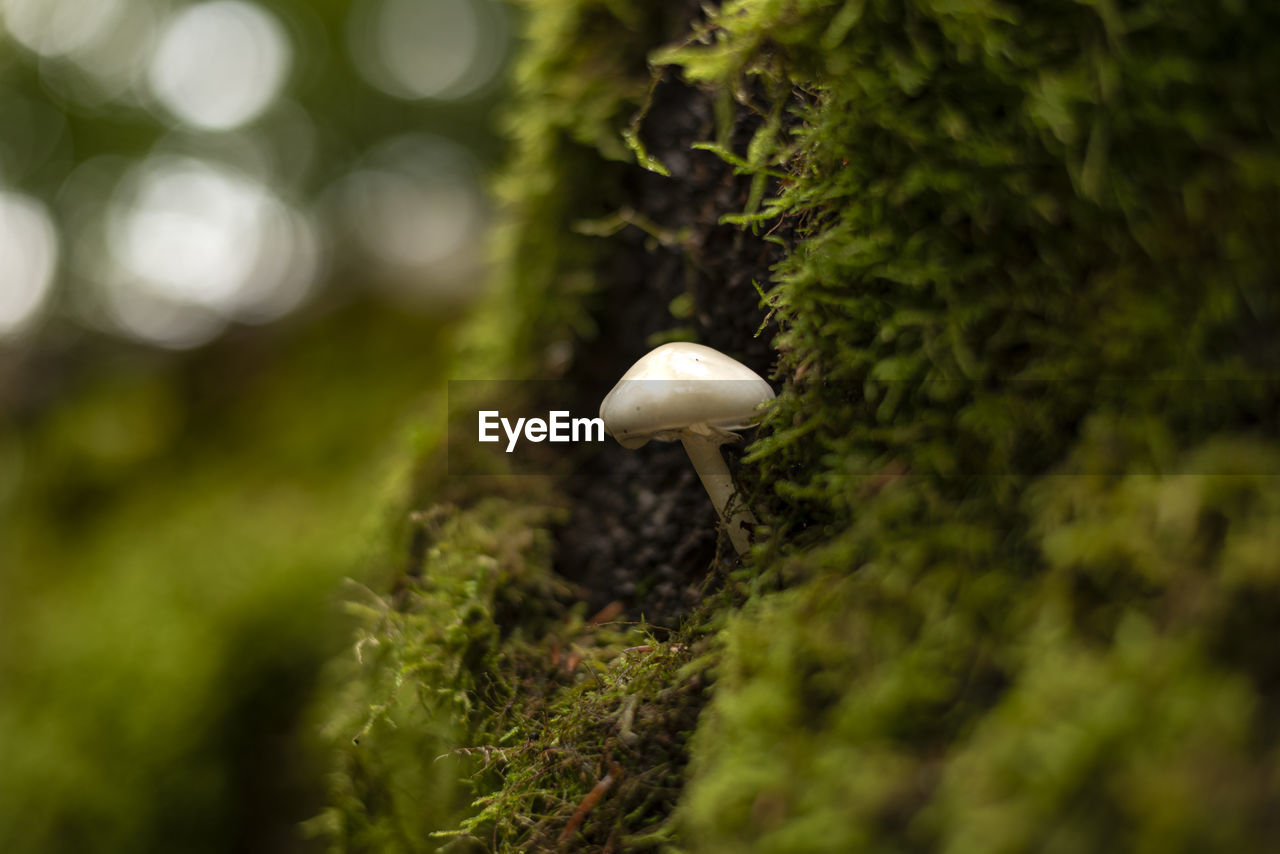 White and elegant porcelain mushrooms growing on dead tree trunk