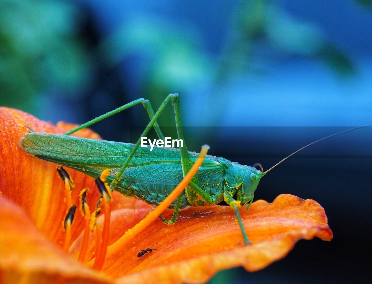 Close-up of insect on leaf