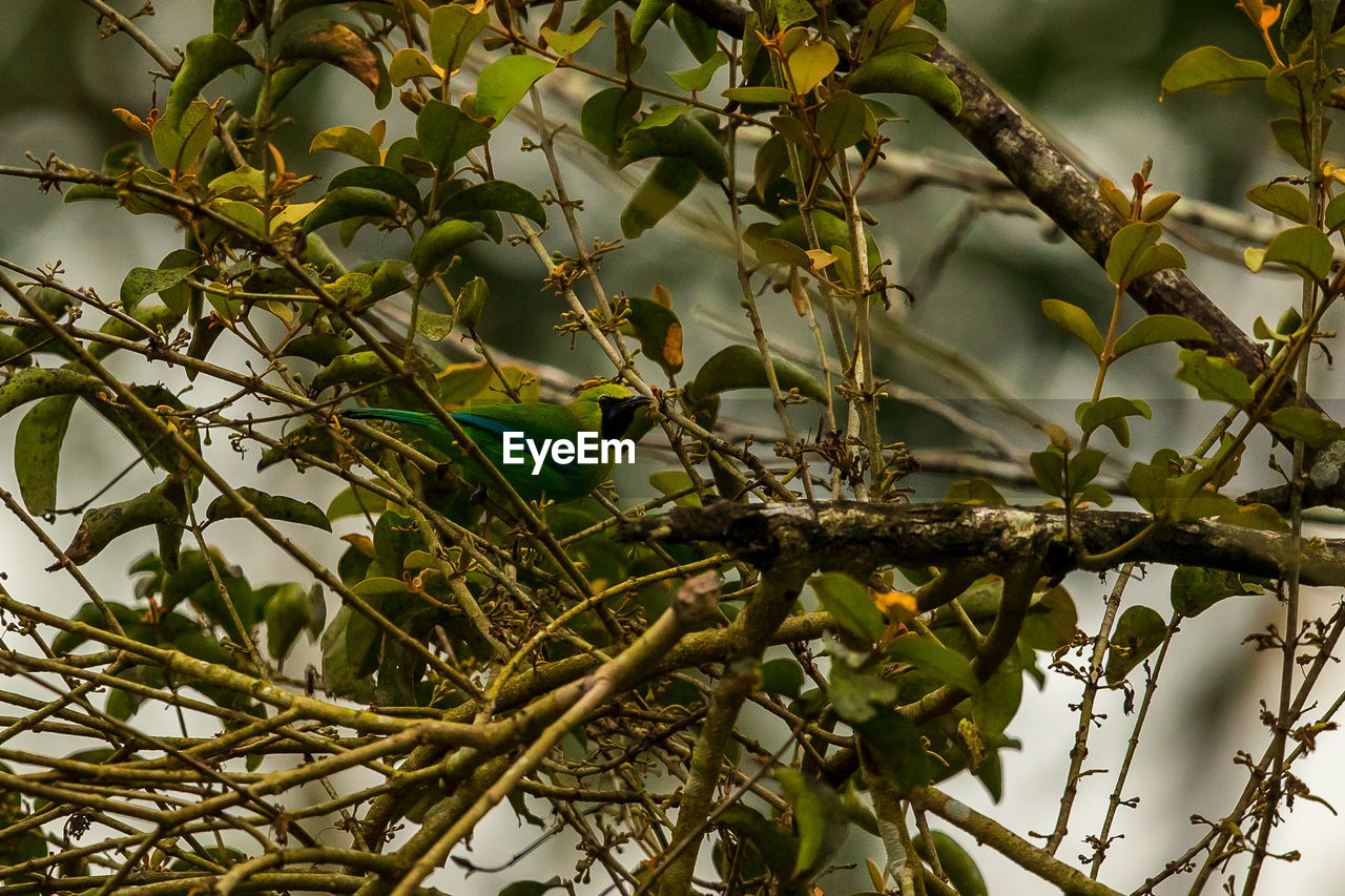 LOW ANGLE VIEW OF BIRD ON BRANCH AGAINST TREE