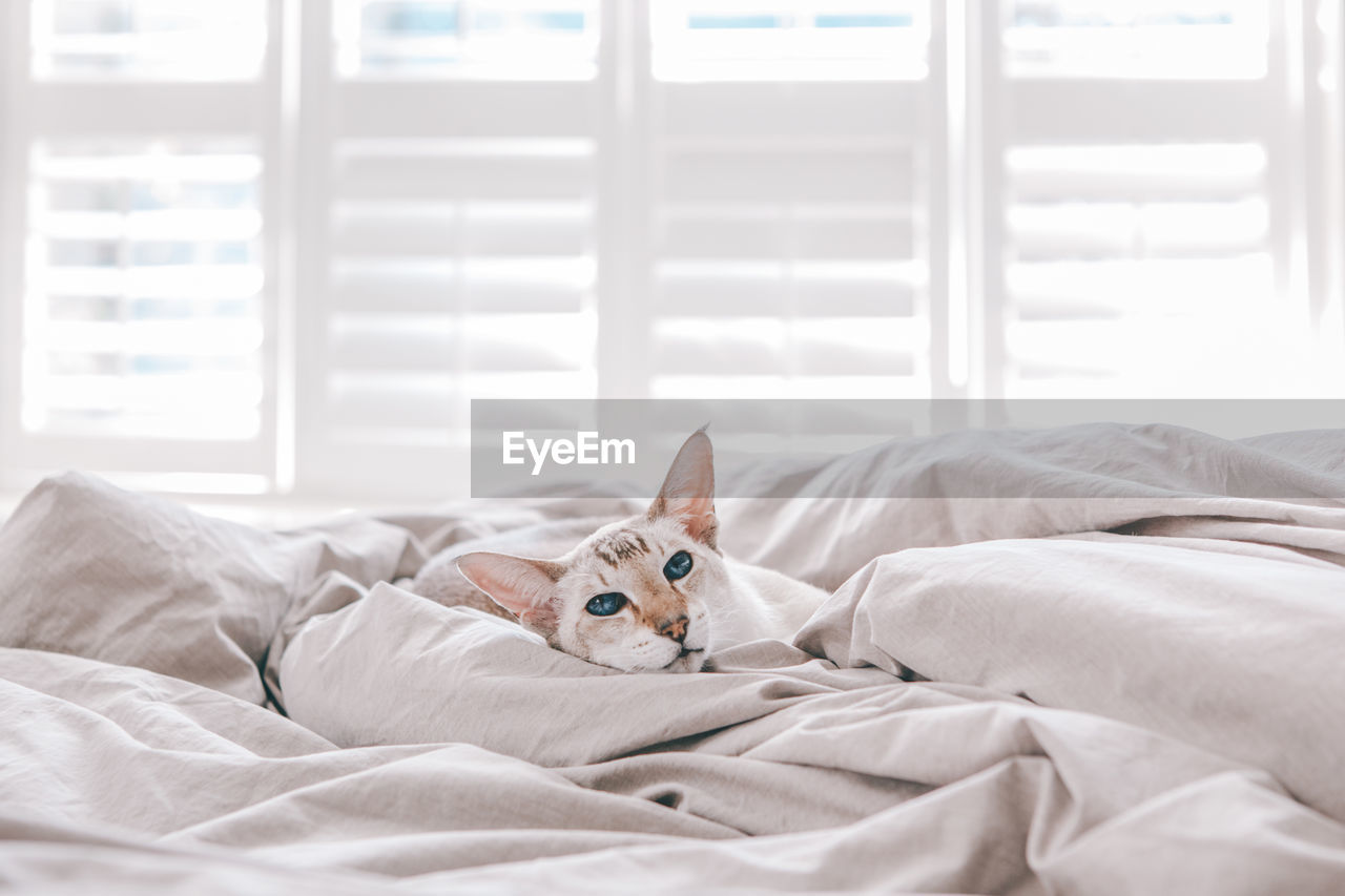 Blue-eyed oriental breed cat lying resting on bed at home looking in camera. fluffy  domestic pet 