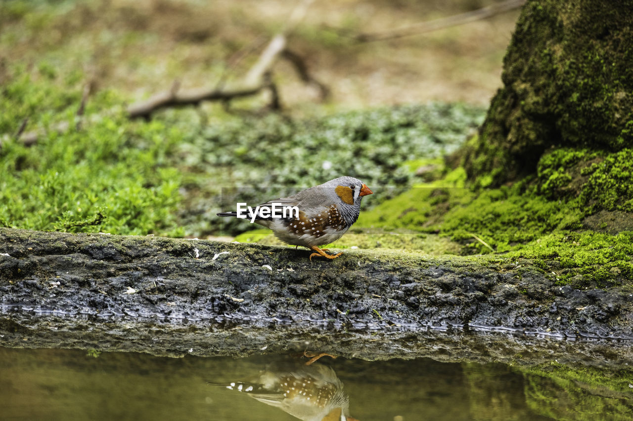 nature, animal themes, animal, animal wildlife, wildlife, one animal, bird, green, water, no people, leaf, day, lake, perching, outdoors, plant, reptile, selective focus, focus on foreground, side view, tree