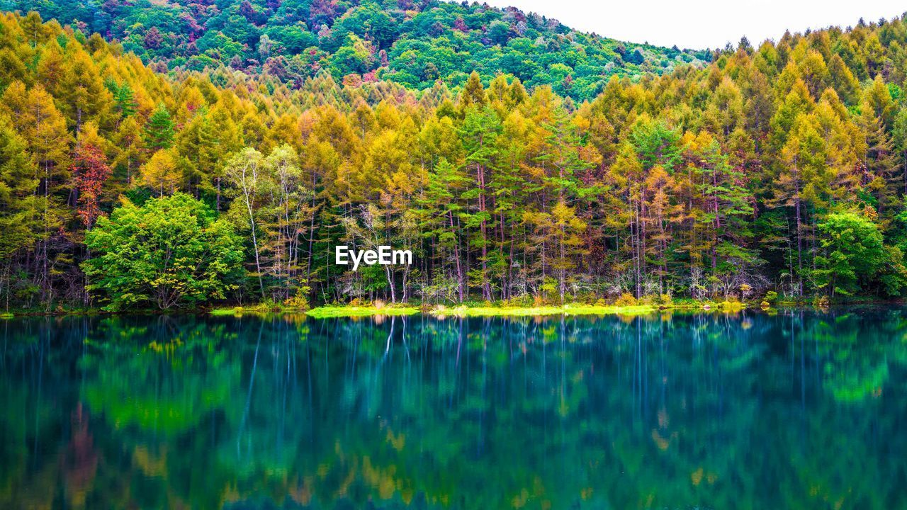 Scenic view of lake in forest