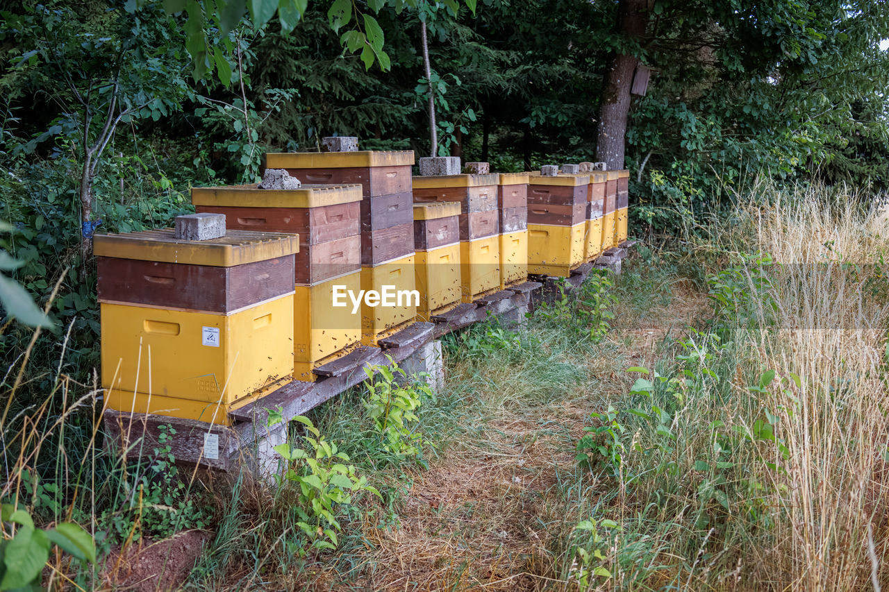 plant, bee, insect, apiary, beehive, nature, growth, apiculture, animal, land, beekeeper, field, container, tree, grass, box, day, beauty in nature, wood, no people, green, outdoors, transportation, wildlife, honey, animal themes, animal wildlife, landscape