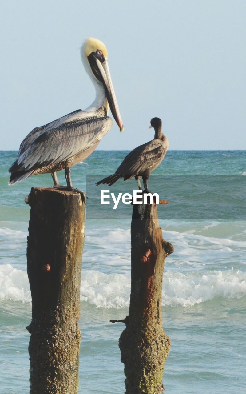 BIRDS PERCHING ON WOODEN POST IN SEA AGAINST SKY