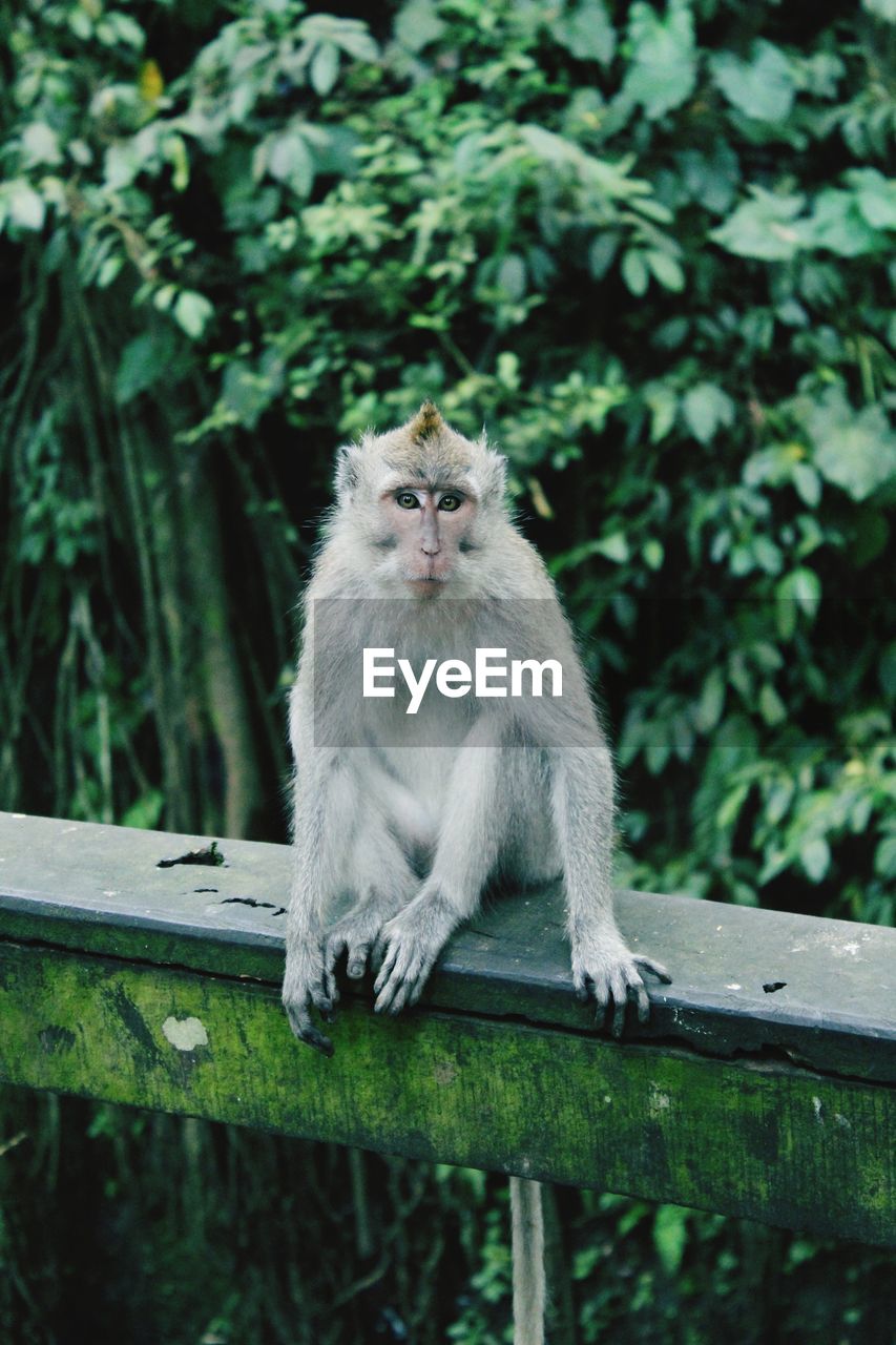 Portrait of monkey sitting on railing against trees