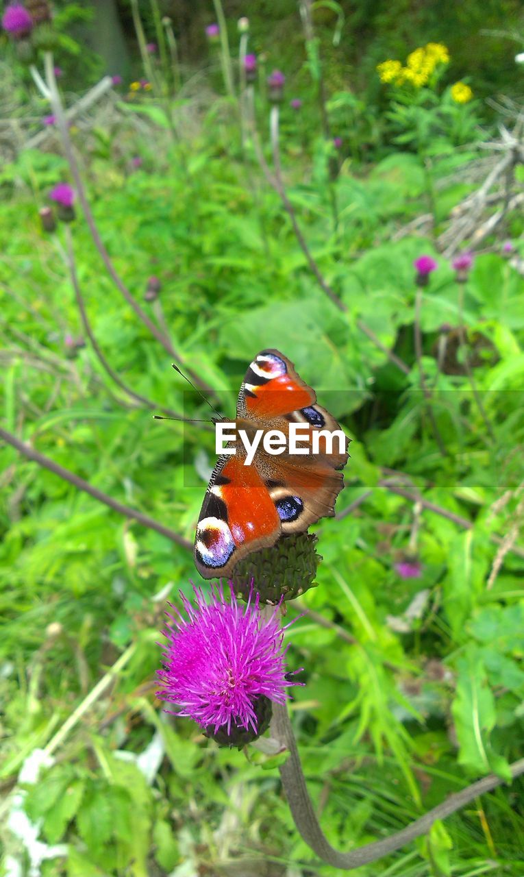 CLOSE-UP OF BUTTERFLY POLLINATING FLOWER