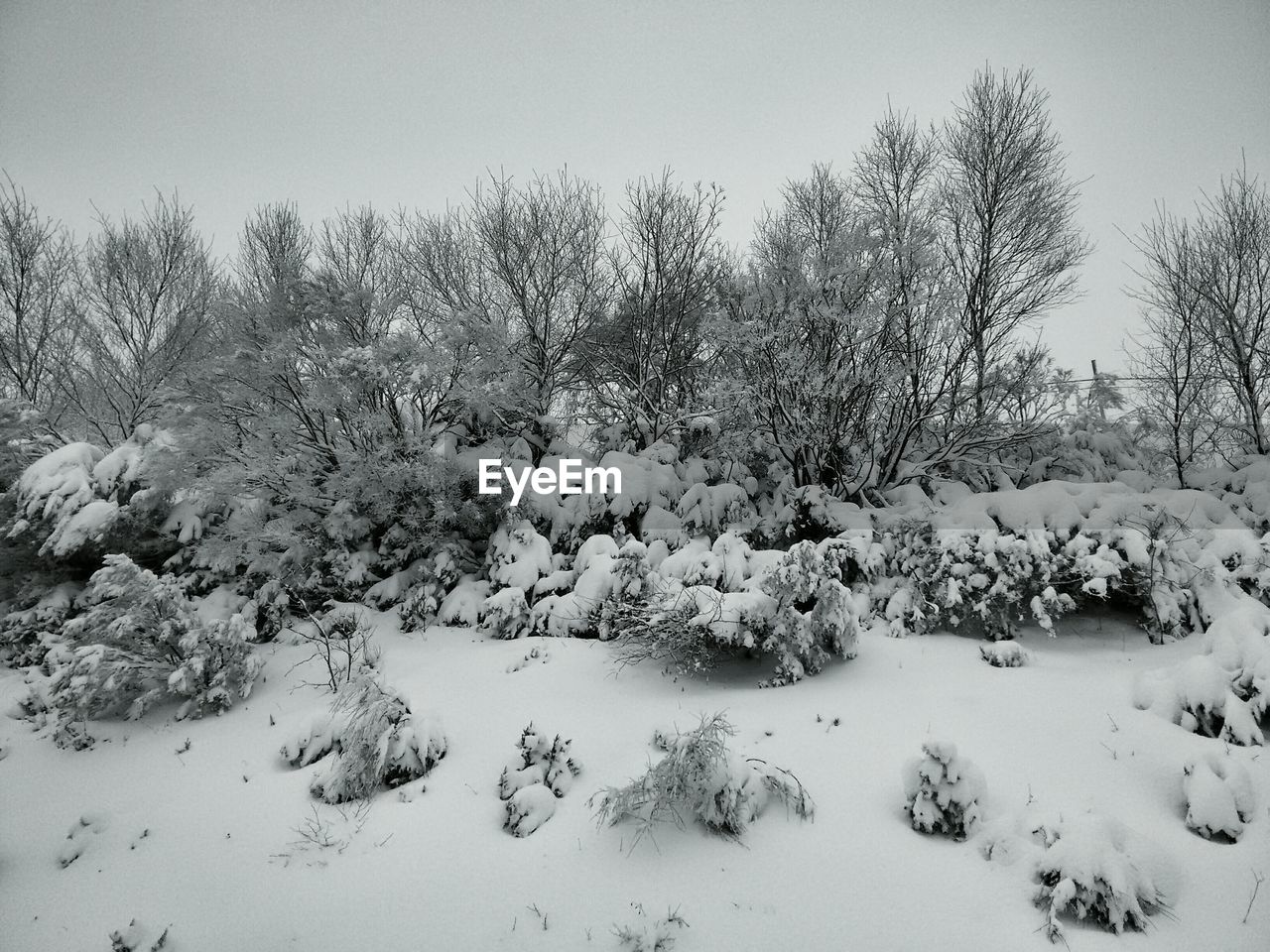 Snow covered trees in forest against clear sky