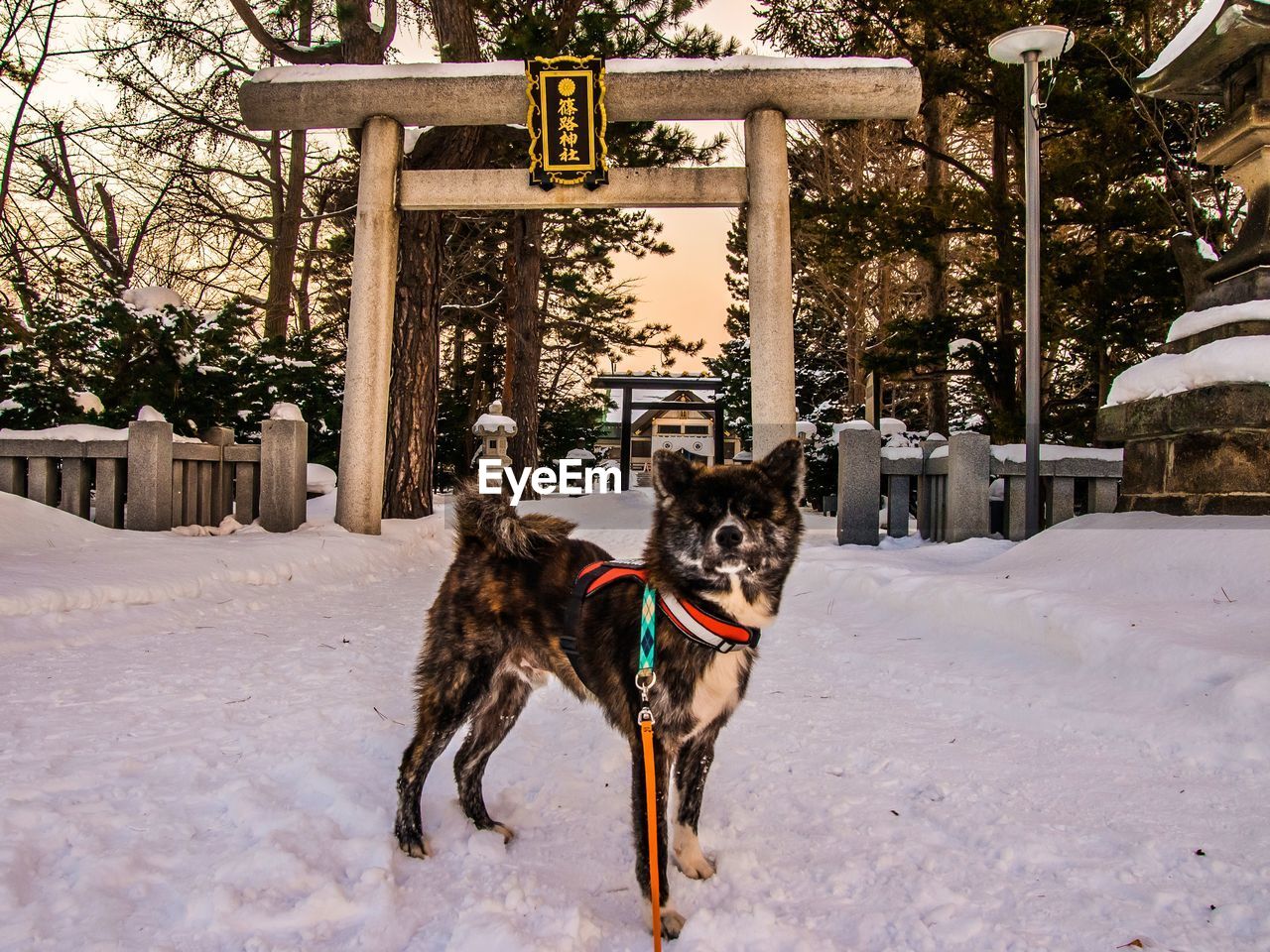 DOG STANDING ON SNOW COVERED TREE