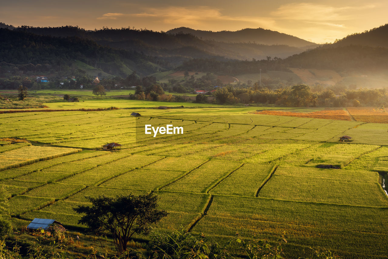 Scenic view of agricultural field against sky