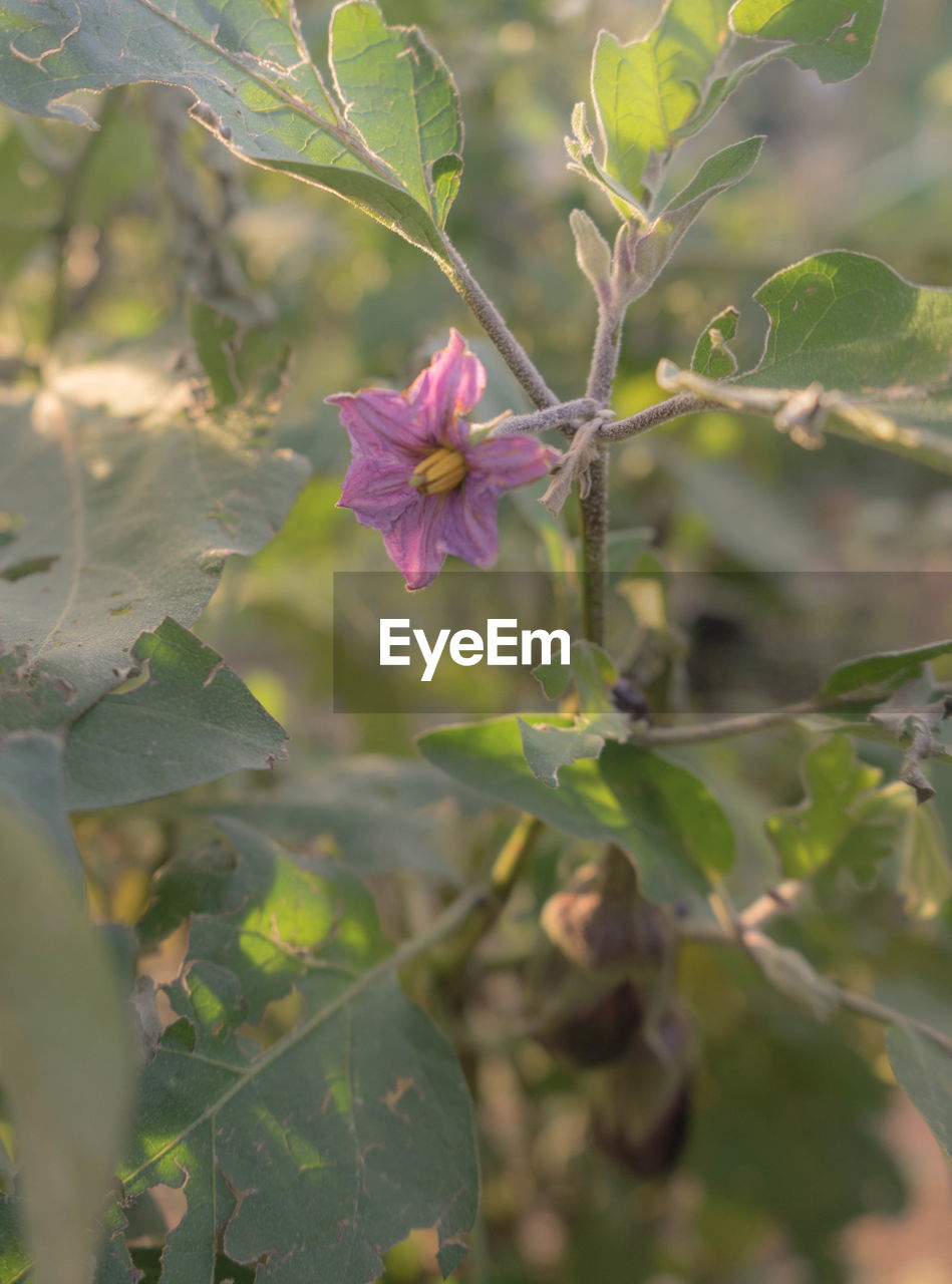 Close-up of pink flowering plant from an aubergine