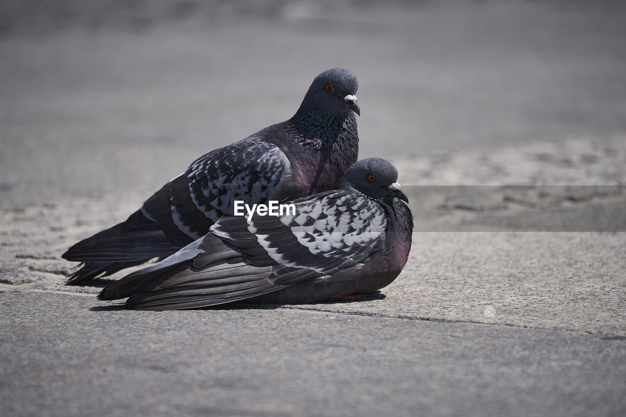 CLOSE-UP OF PIGEON EATING