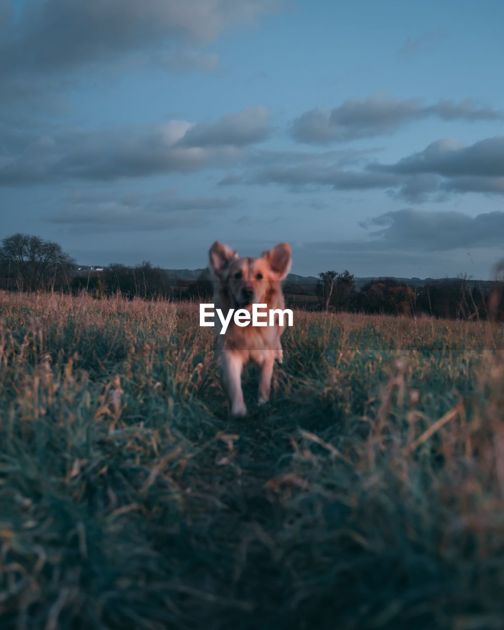 Close-up portrait of dog on grass