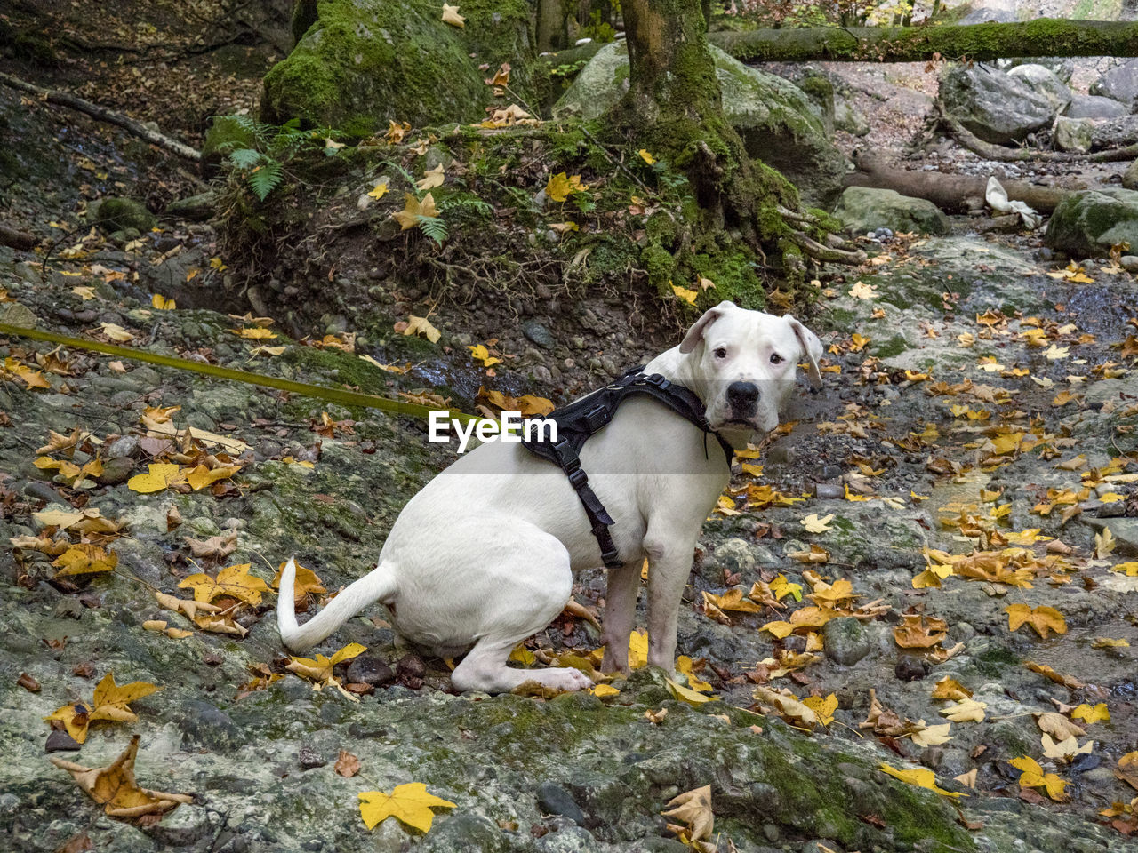 HIGH ANGLE VIEW OF DOG ON ROCKS