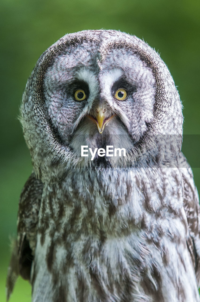 PORTRAIT OF OWL