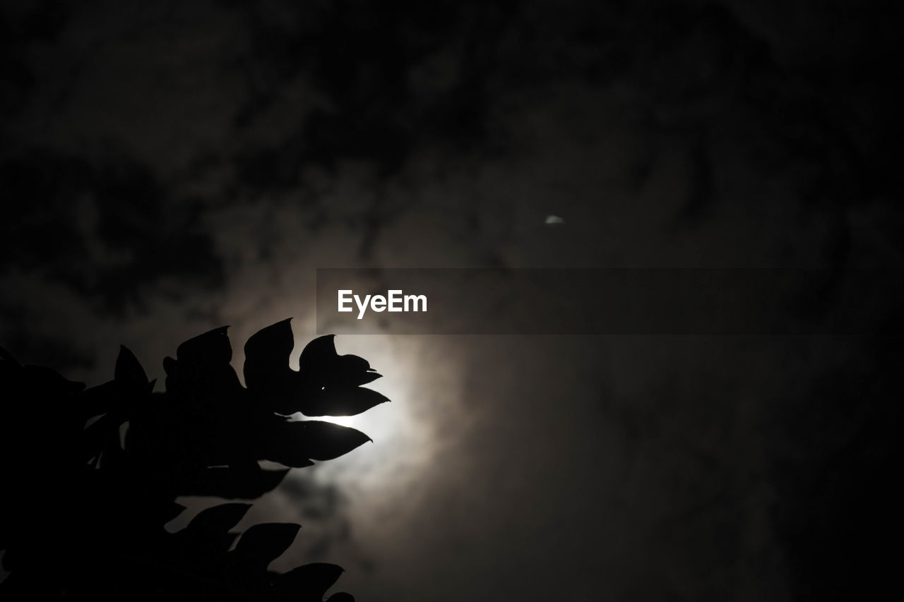 Low angle view of silhouette leaf against sky at night