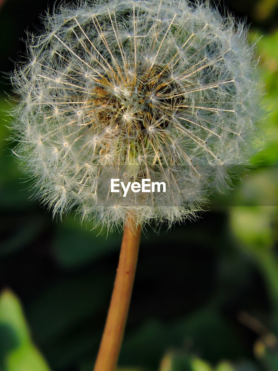 CLOSE-UP OF DANDELION FLOWERS