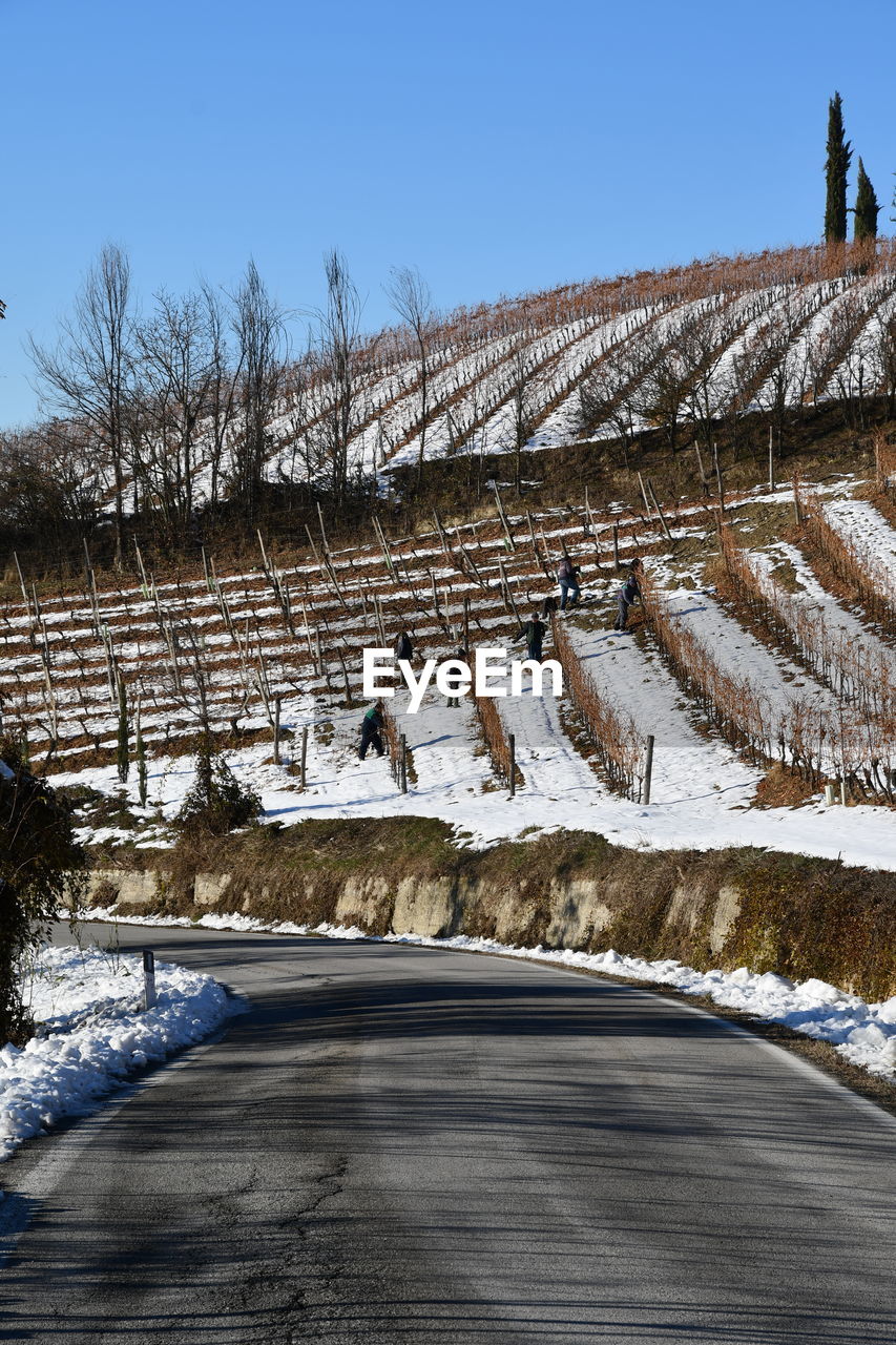 Winding road between snow-covered vineyards with men at work in winter,  alba, cuneo, piedmont, 
